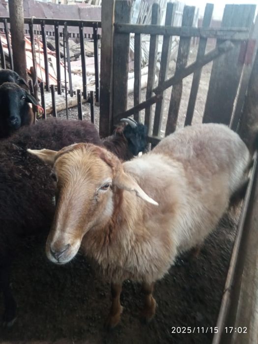 Кой сатам продам барана