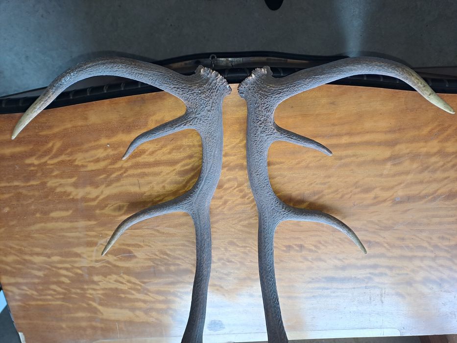 Coarne cerb carpatin