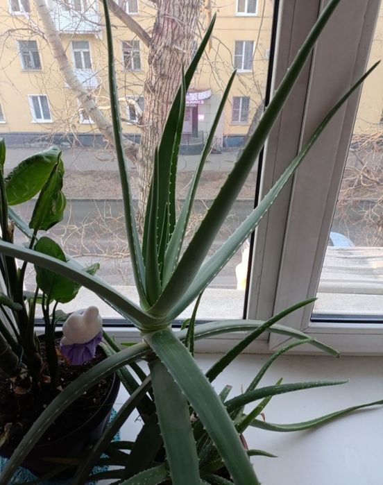 Отдам цветок бесплатно