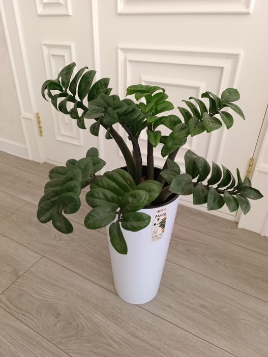 Продаётся Замиокулькас