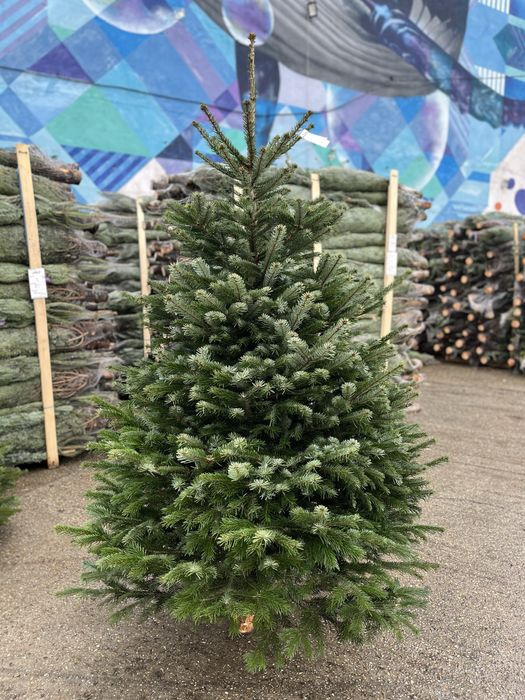 Brazi de Craciun normandieni pomi Craciun Nordmann en gros Premium