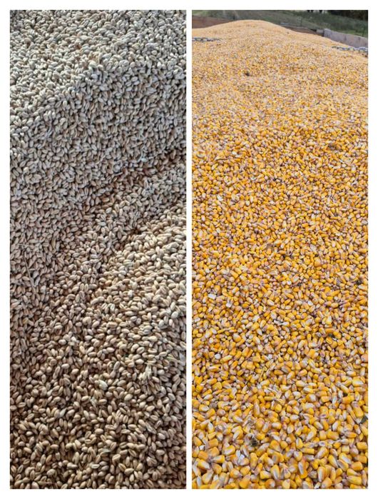 Grau și porumb boabe