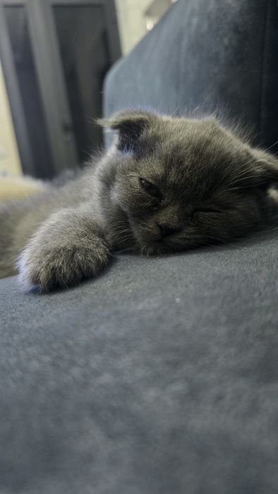 Продаются котята скоттиш фолд и страйт