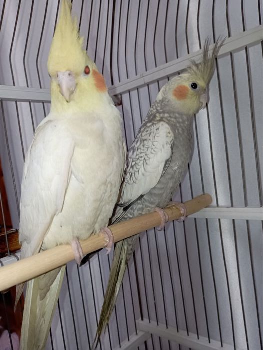 Продам попугаев карелл