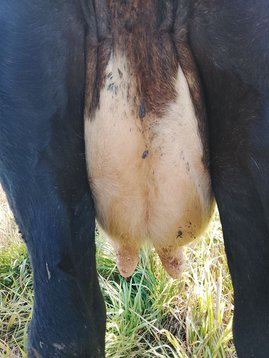 Vnd vaca bruna gestanta an 3 luni și vine cu al 4 vițel și are lapte 1