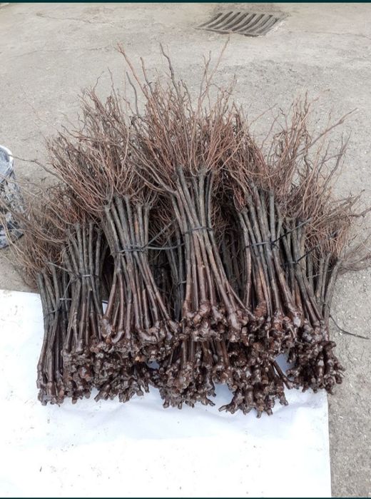 Butasi vita de vie și pomi fructiferi