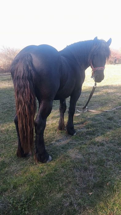 Vând armăsar de 2 ani