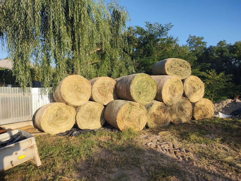 Baloți lucernă rotunzi