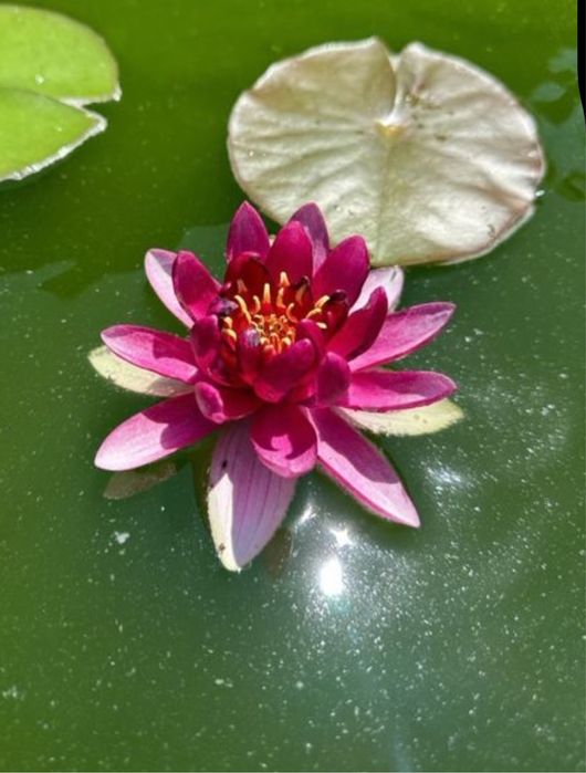 Немфеи кувшинки белые и розовые