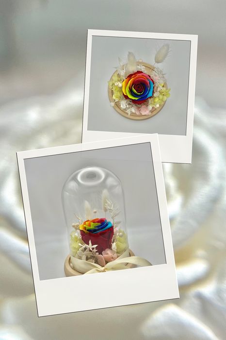 Trandafir criogenat rainbow in cupola