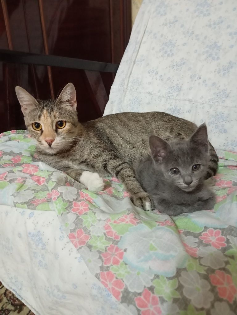 Котята бесплатно