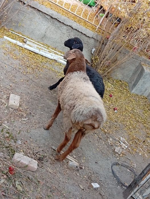 Qo'y sotiladi kattasi 4 700, kichigi 3200