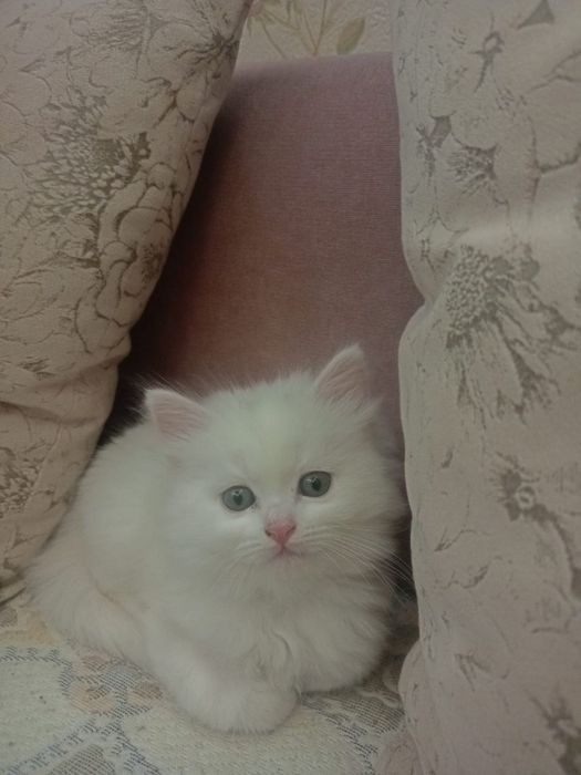 Продаётся. Пожалуйста ознакомтесь с информации.