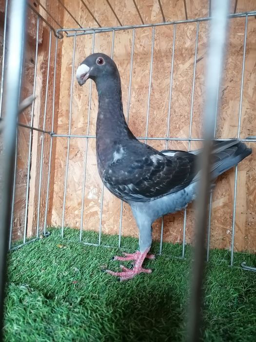 Voiajori germani de frumusețe