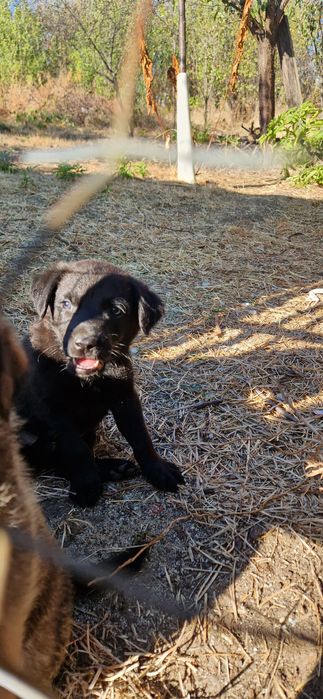 Donez cățeluși talie medie