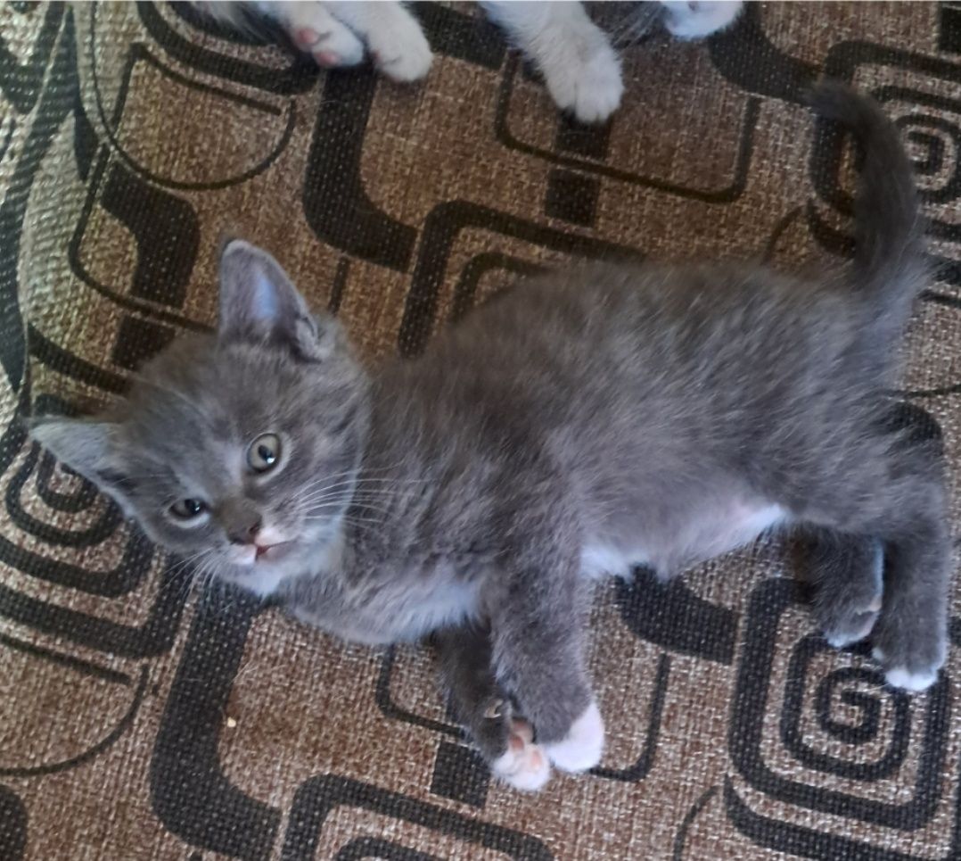 Отдам котёнка в хорошие руки.