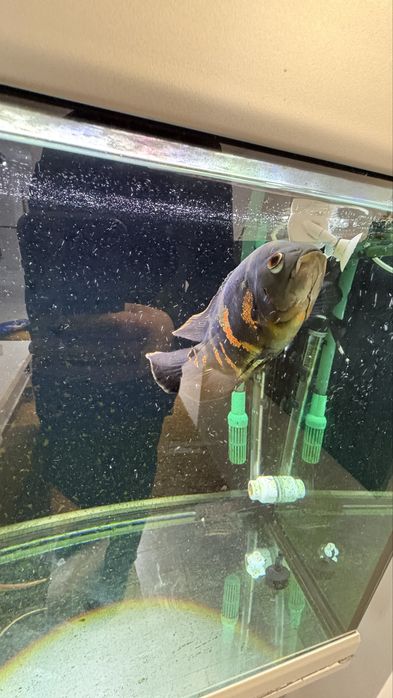 Peste de acvariu “Oscar “