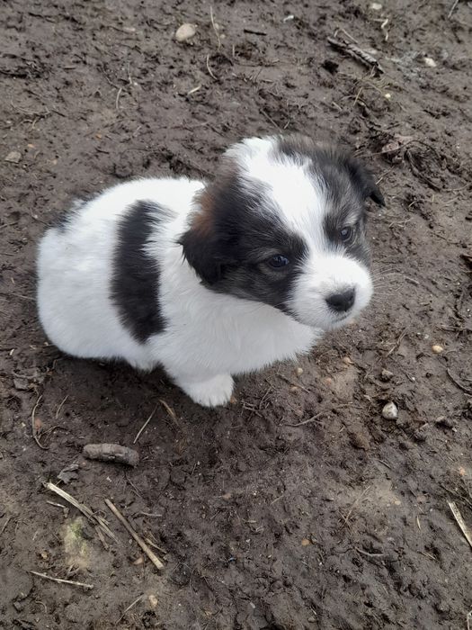 Donez catei rasa comuna