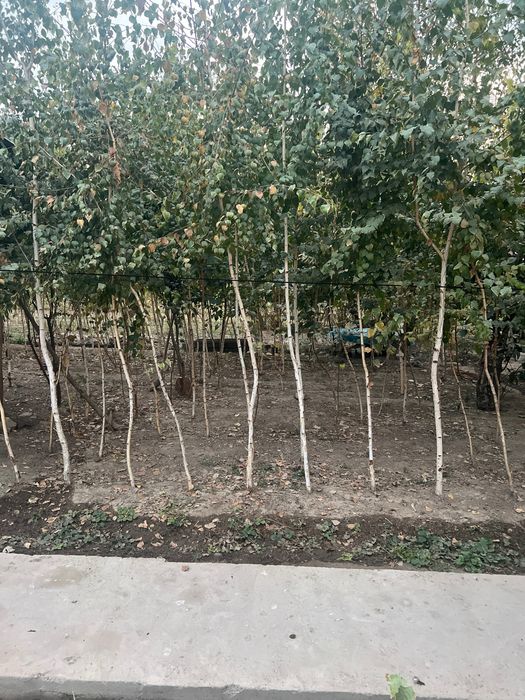 Арча ва манзарали дарахтлар берёза и голубая ель