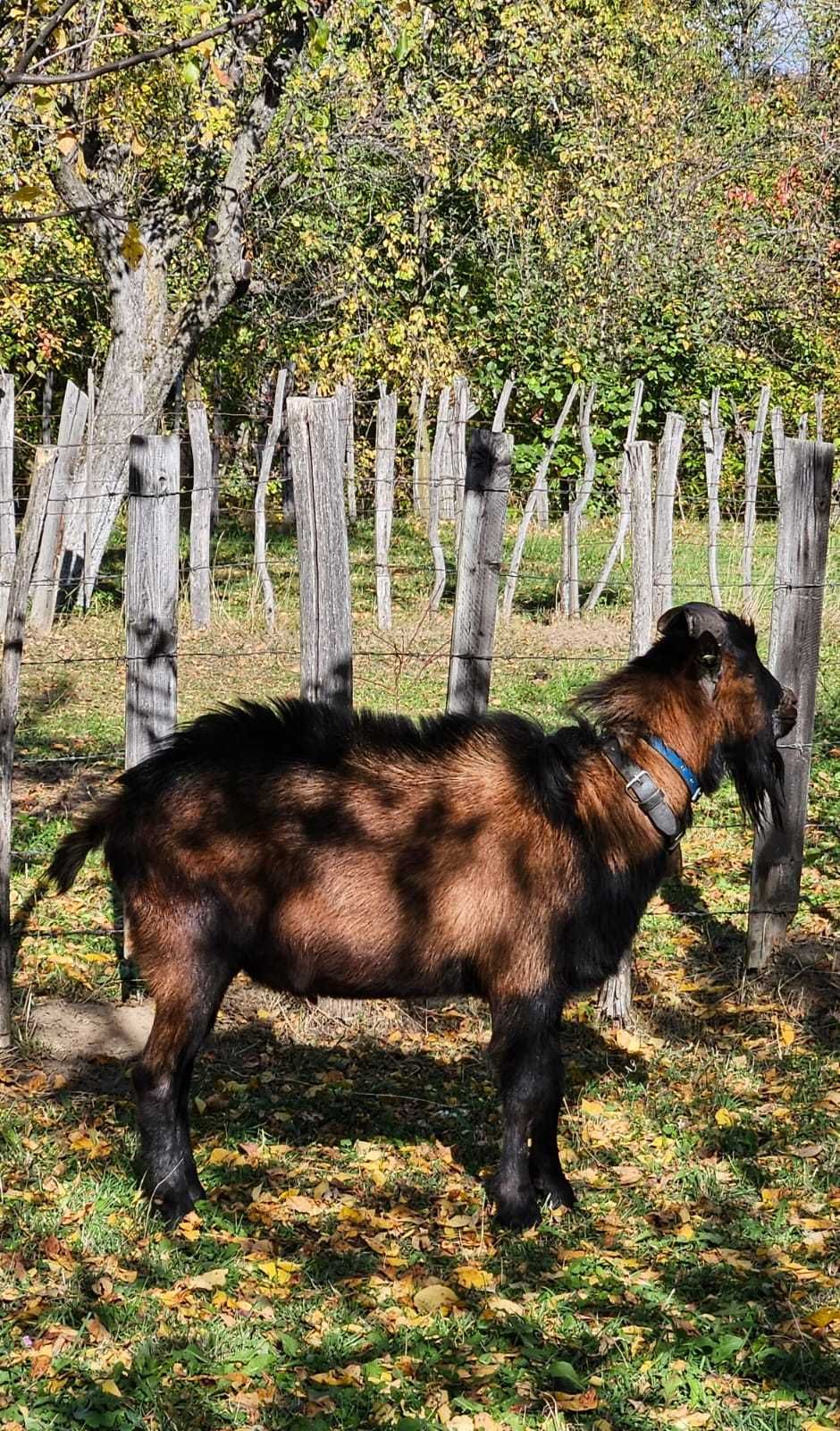 Țap alpină franceza