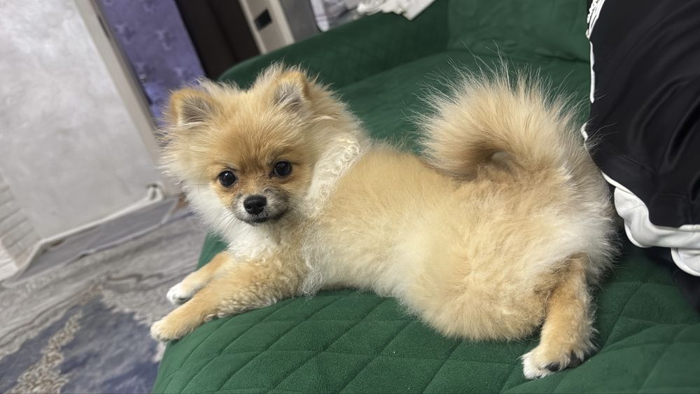 Помиранский щпиц