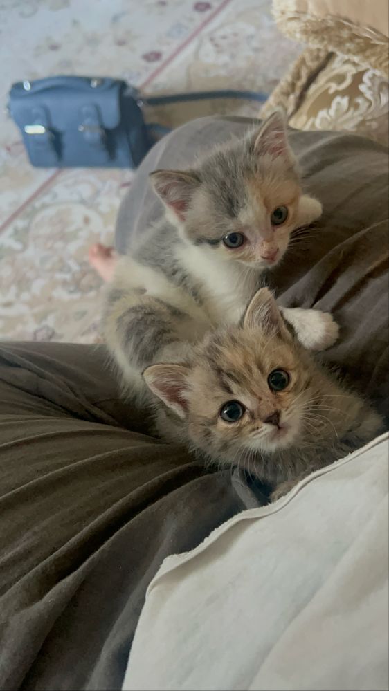 Отдам котенка в любящий домик