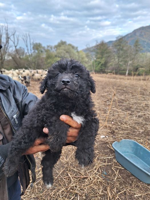 Catei mudi de 8 saptamani, vaccinati