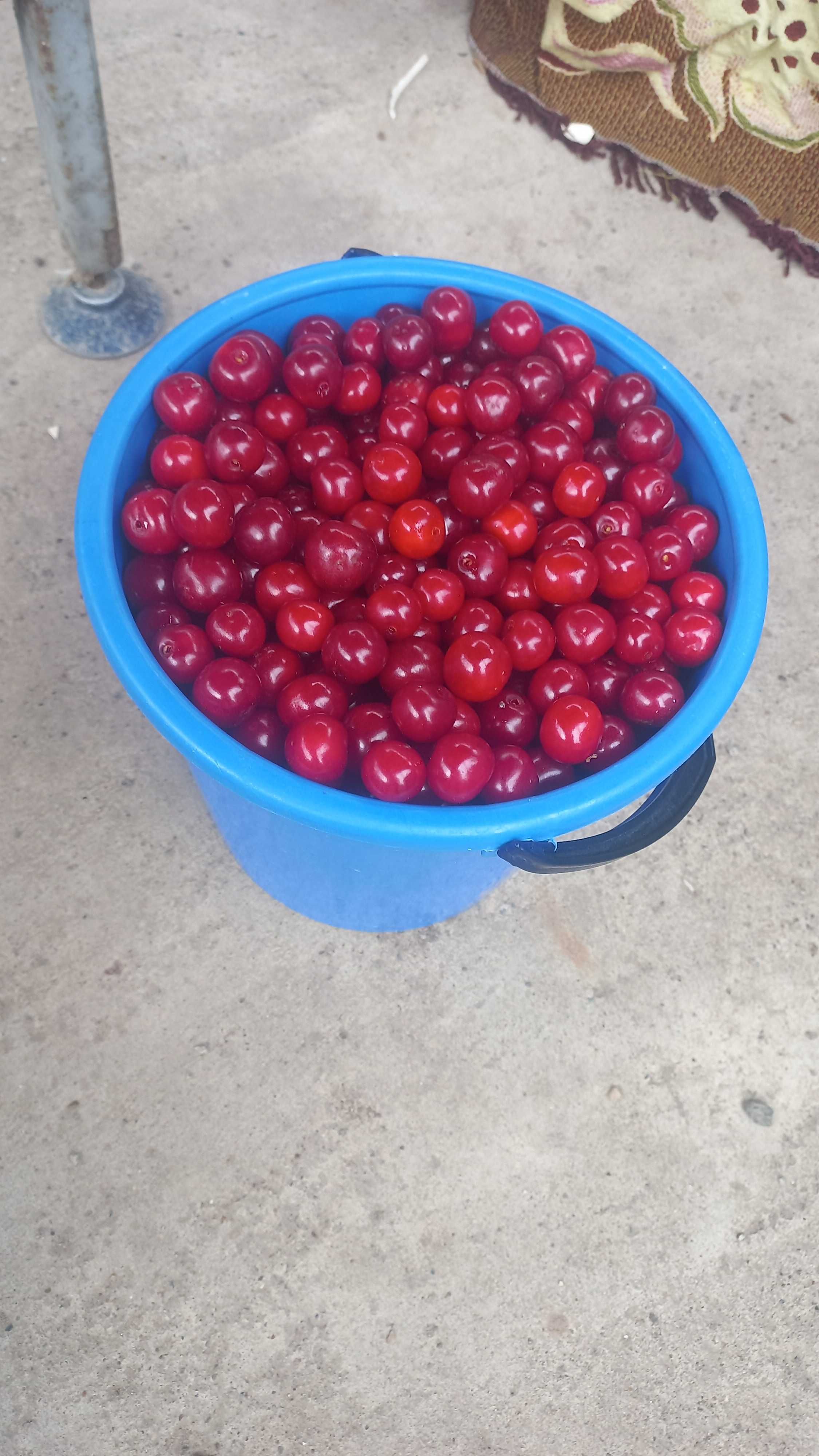 Продам свежую вишню