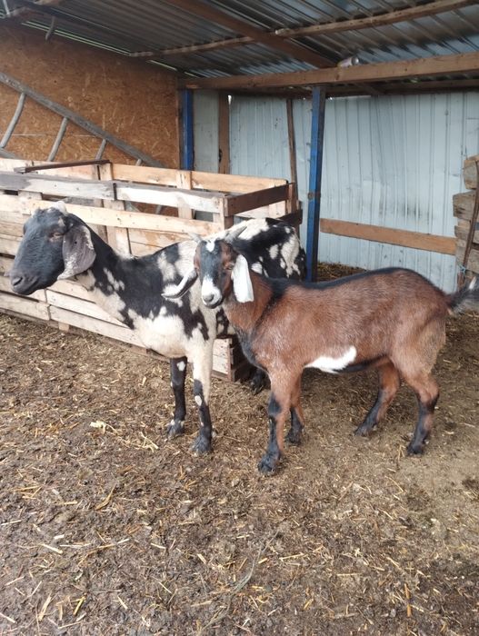 Capră cu țap de vînzare angonubilian