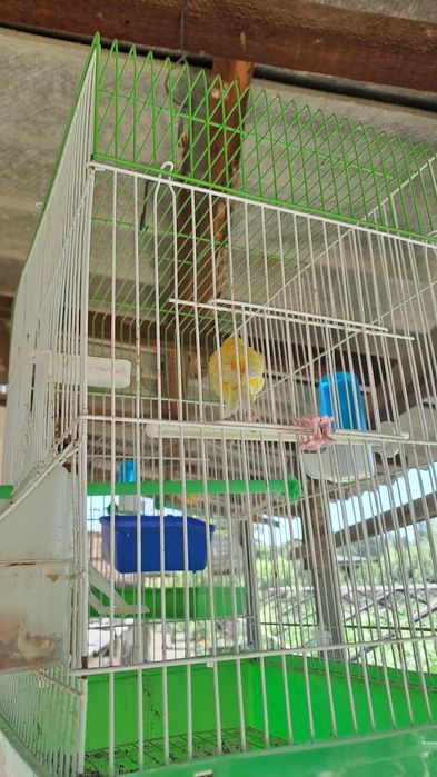 Черняевкада НАР-МОДА канарейкалар сотилади