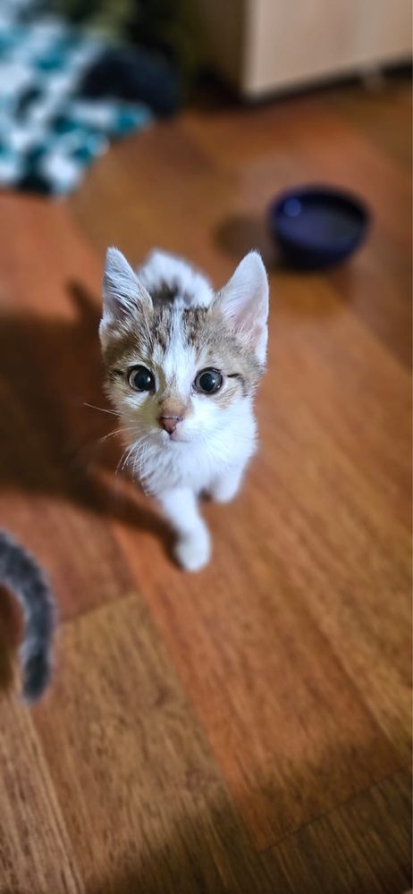 Котета за осиновяване