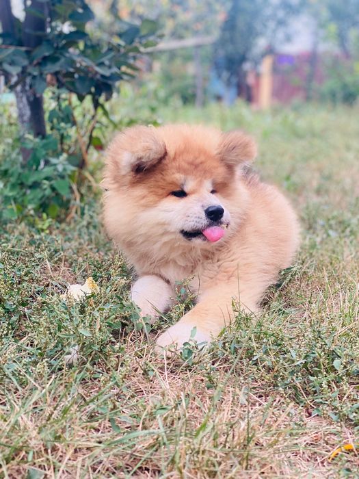 Catelusa Akita cu par lung