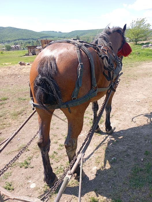 Iapa de vânzare de 6ani