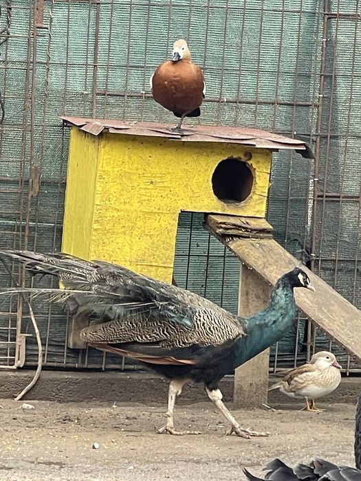 Papagali Micul Alexander Paun 2 ani