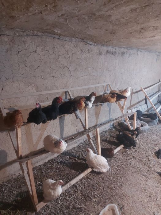 Молодые курочки хорошие