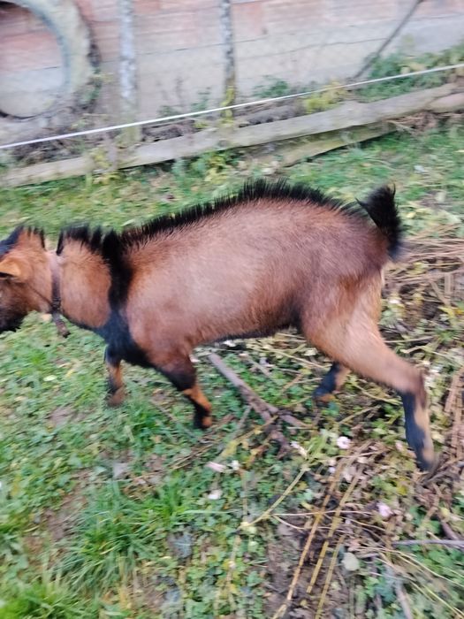 Vând țap Alpin Francez