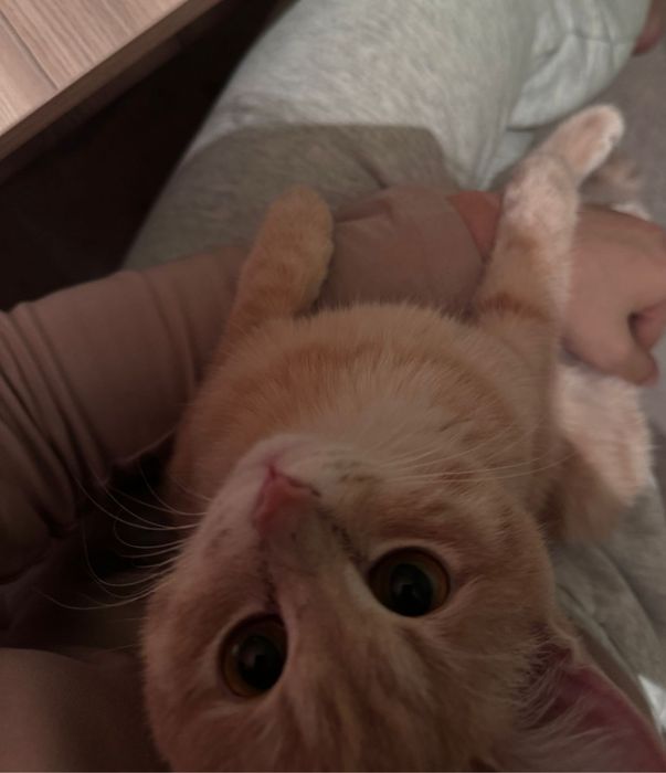 Кошка отдам даром с когтигризкой ,лоток , ёмкость для еды и воды .