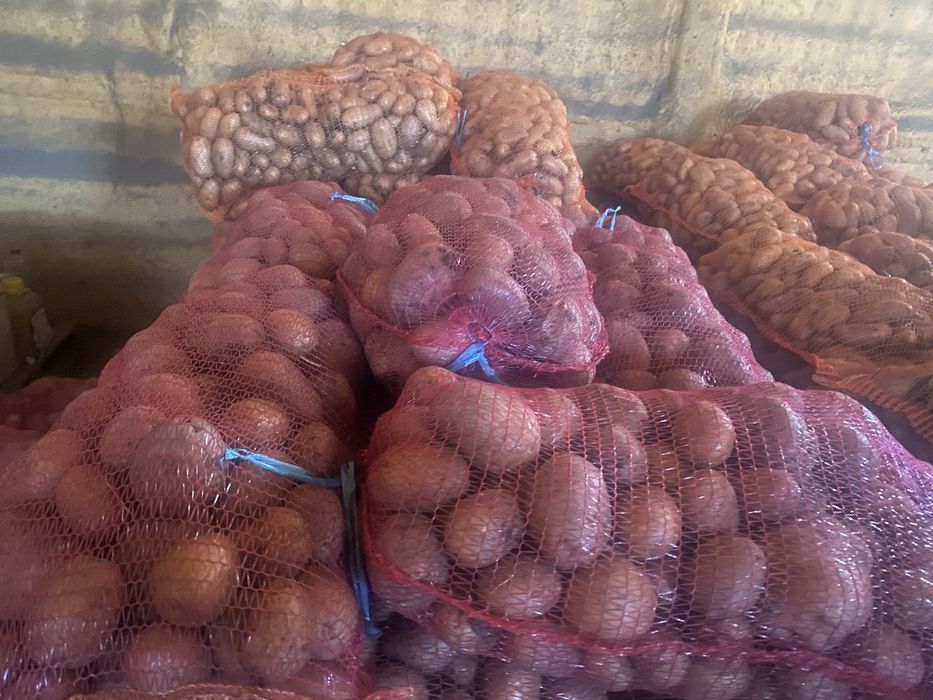 Cartofi de consum galbenii si rosi