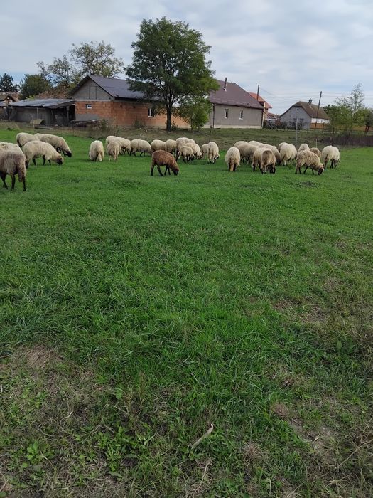 Vând capre gestante