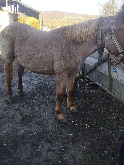 Vând mânz de 3 ani