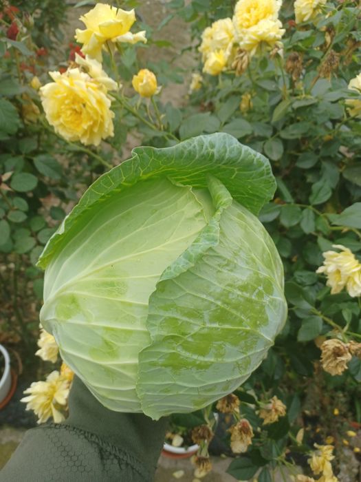 Vând varza de toamna