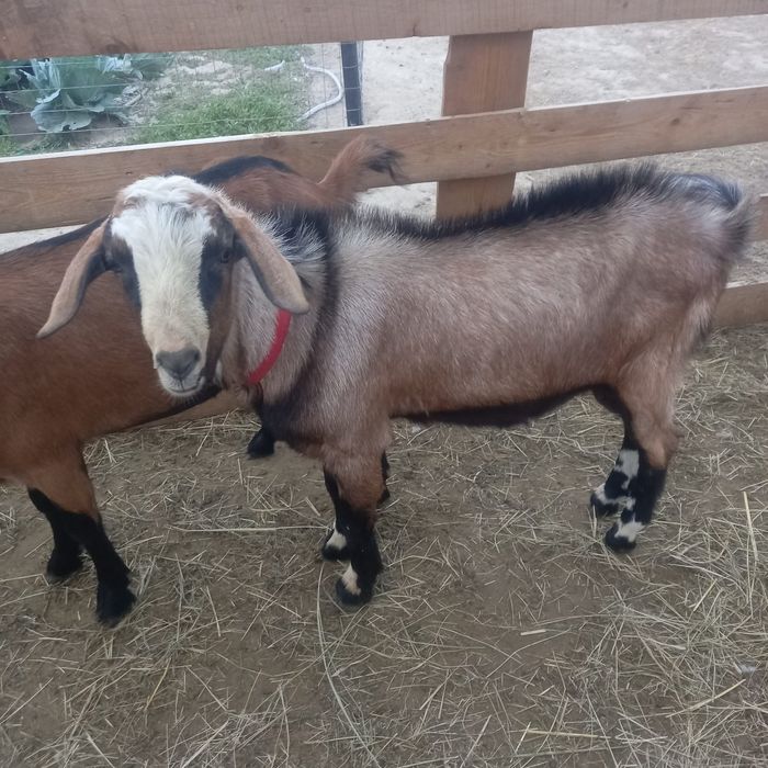 Vând urgent țap de 8 luni