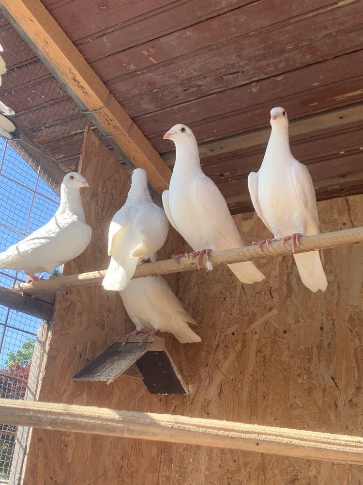 Porumbei albi de vanzare