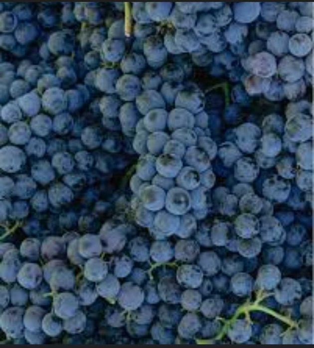 Struguri de vin,super pret astăzi la București