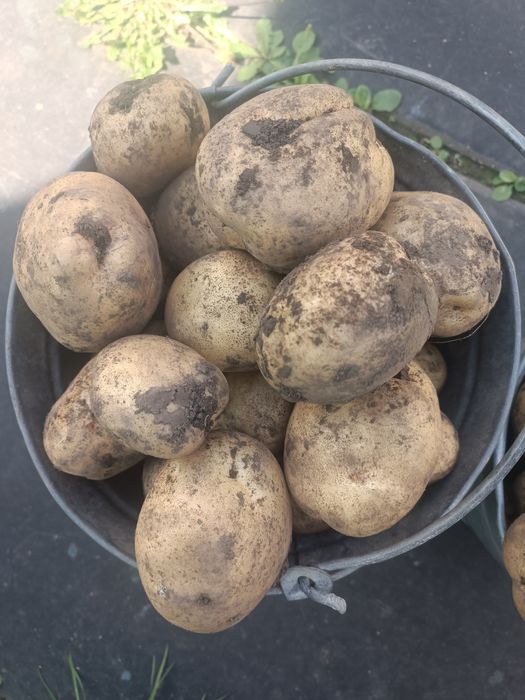 Продам картофель крупный жёлтый