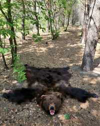 Шкура Алтайского медведя выделанная (ковер) Длина 210см.