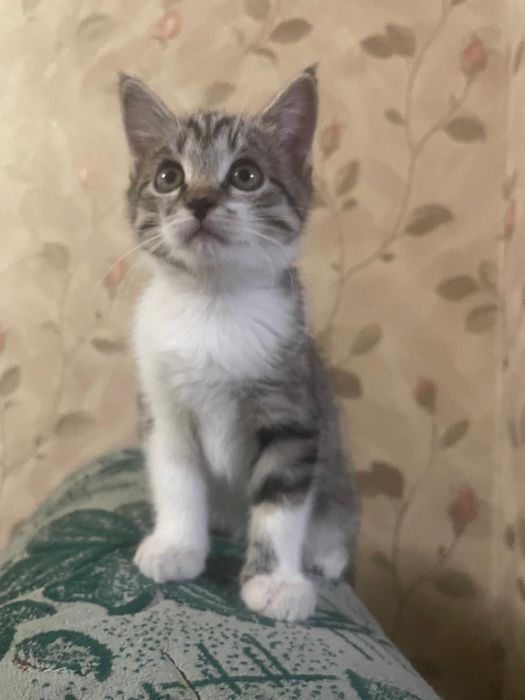 Котенок (девочка), в хорошие руки