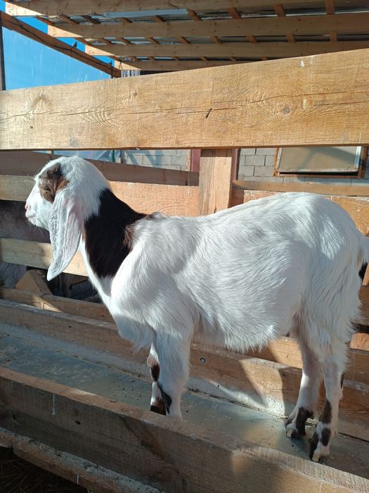 козочки и козлики