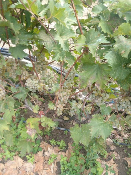 Struguri albi pt vin. În Dăbuleni, Dolj.