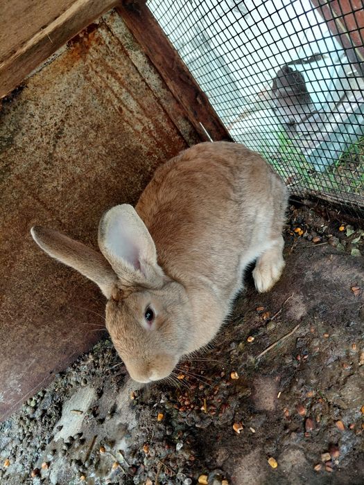 Iepurași  de vanzare